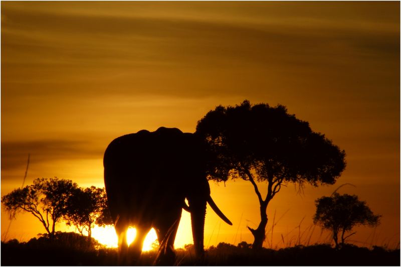 Guten Morgen Afrika