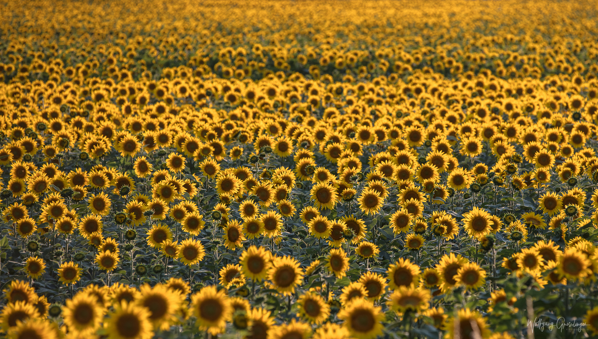 Guten Morgen, alle Sonnenblumen zu mir her schau`n!!