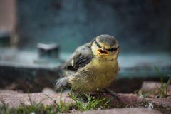 Guten Morgen Allerseits