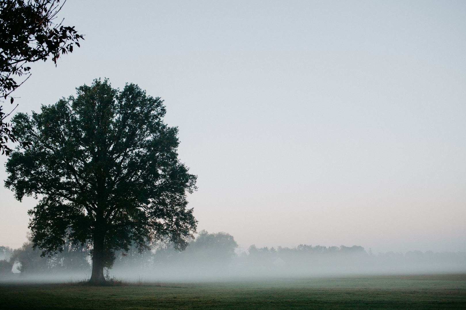 Guten Morgen alter Baum