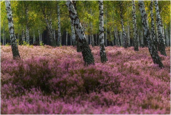 Guten Morgen aus der Heide 