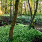 Guten Morgen, Bärlauchwald!