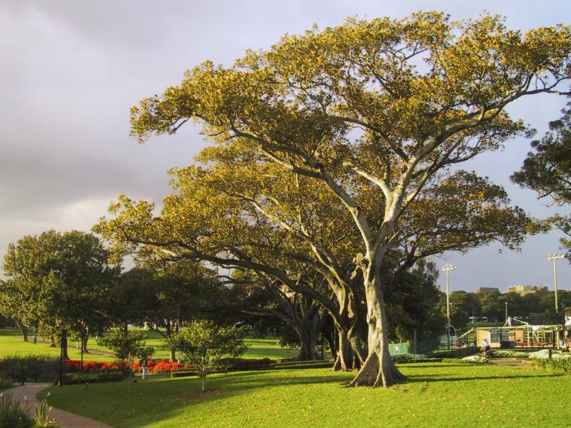 Guten-Morgen-Baum!