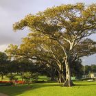 Guten-Morgen-Baum!