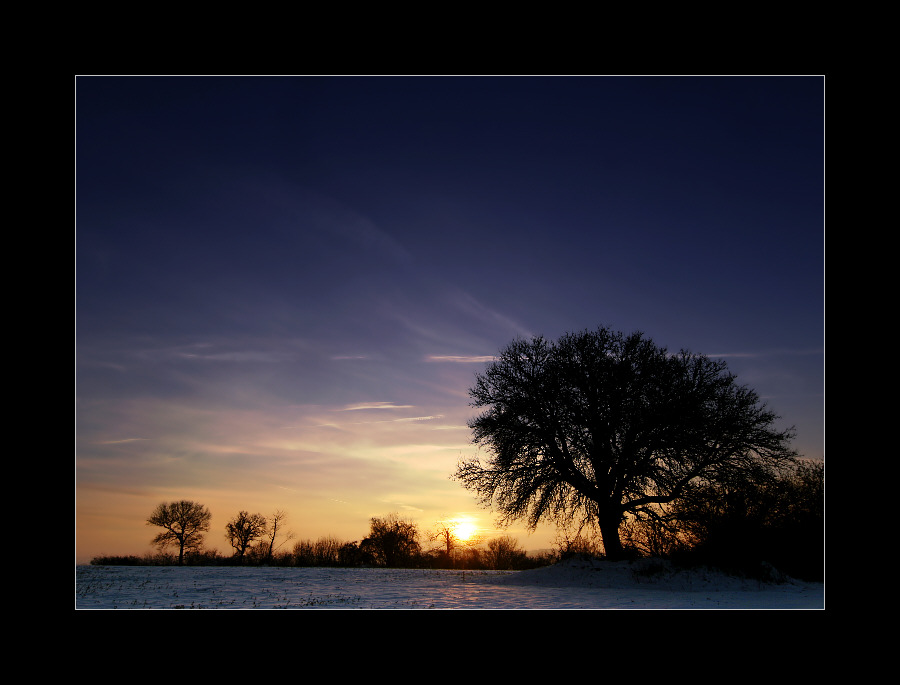 Guten Morgen, Baum!