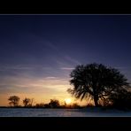 Guten Morgen, Baum!