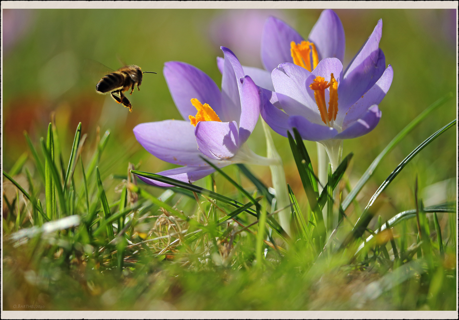 Guten Morgen Bienchen