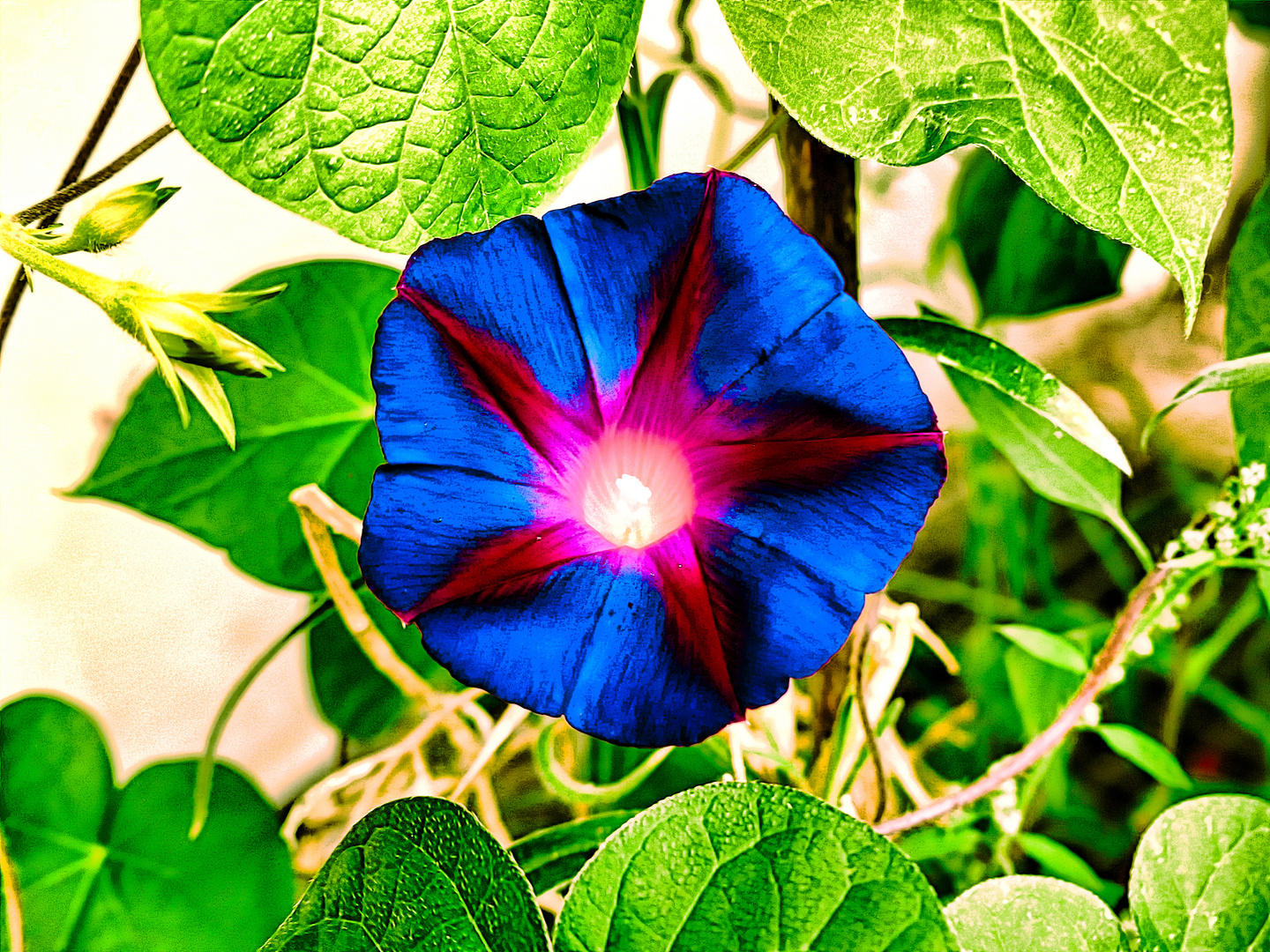 Guten Morgen Blüte - Blau-Winde öffnet ihre Blüte 