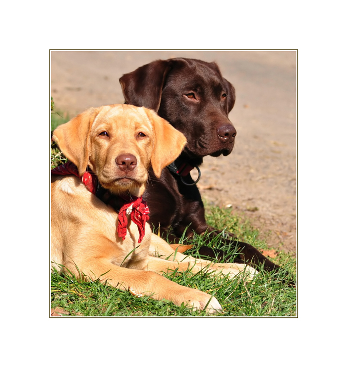 Guten Morgen Foto Amp Bild Tiere Tierfreundschaften Hunde
