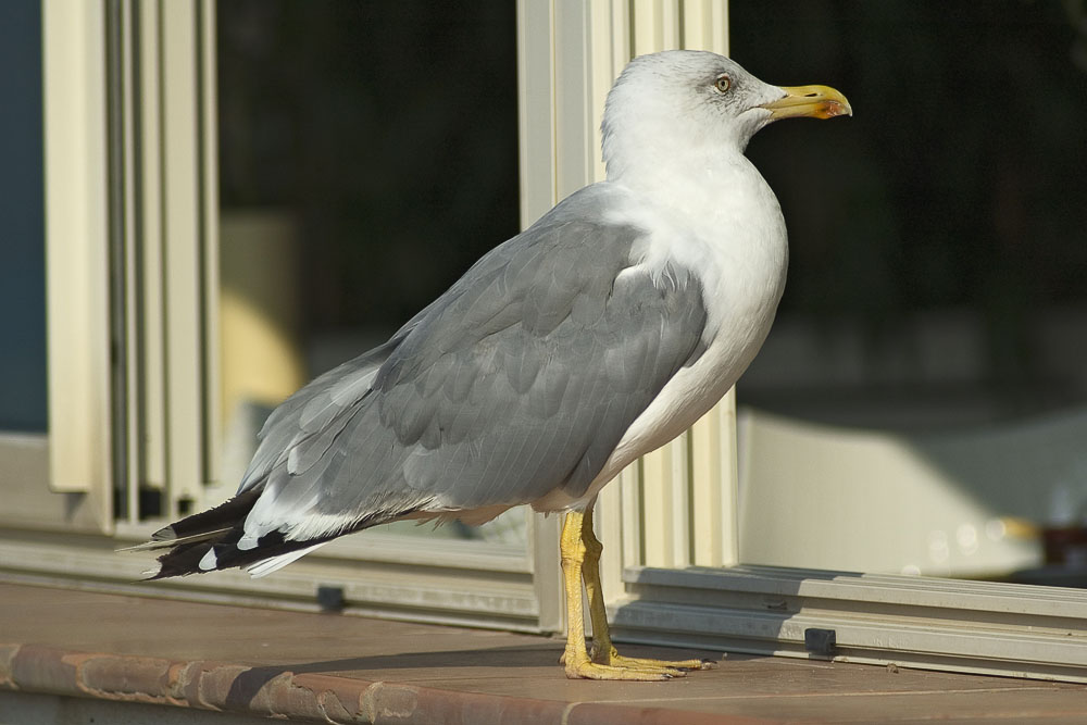 Guten Morgen, da bin ich wieder