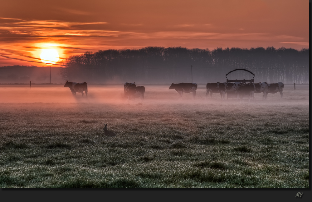 "Guten Morgen die Damen" sprach der Hase