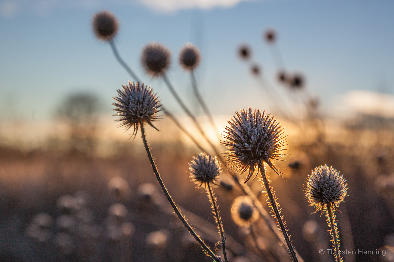 Guten Morgen Frost