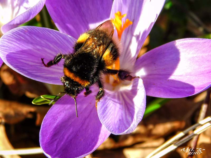 Guten Morgen Frühling