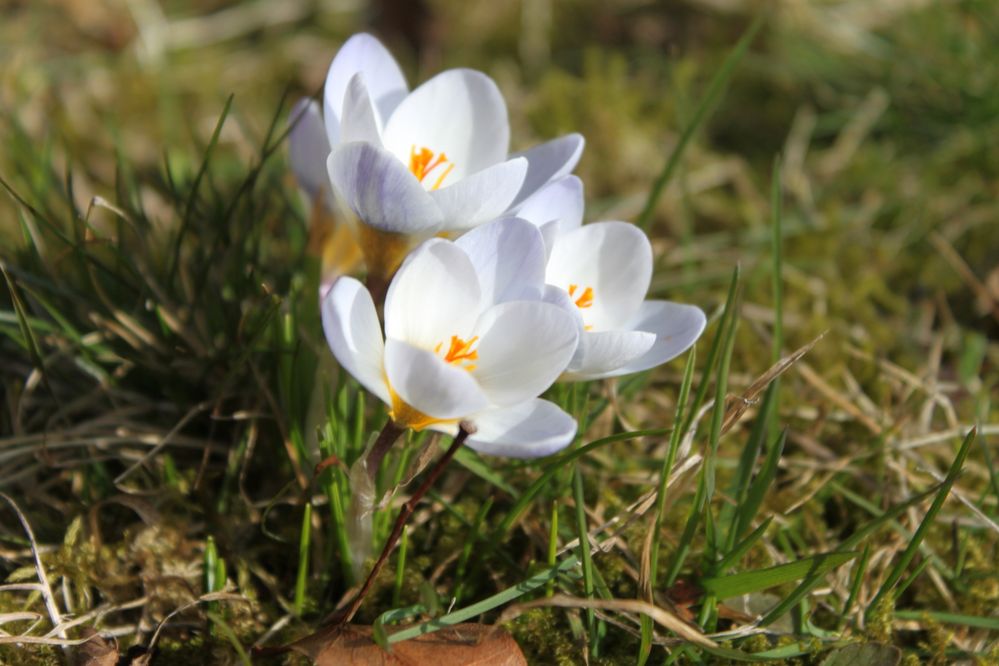 Guten Morgen Frühling