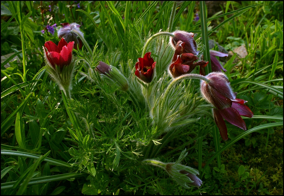 Guten-Morgen-Frühling-Gruß :)