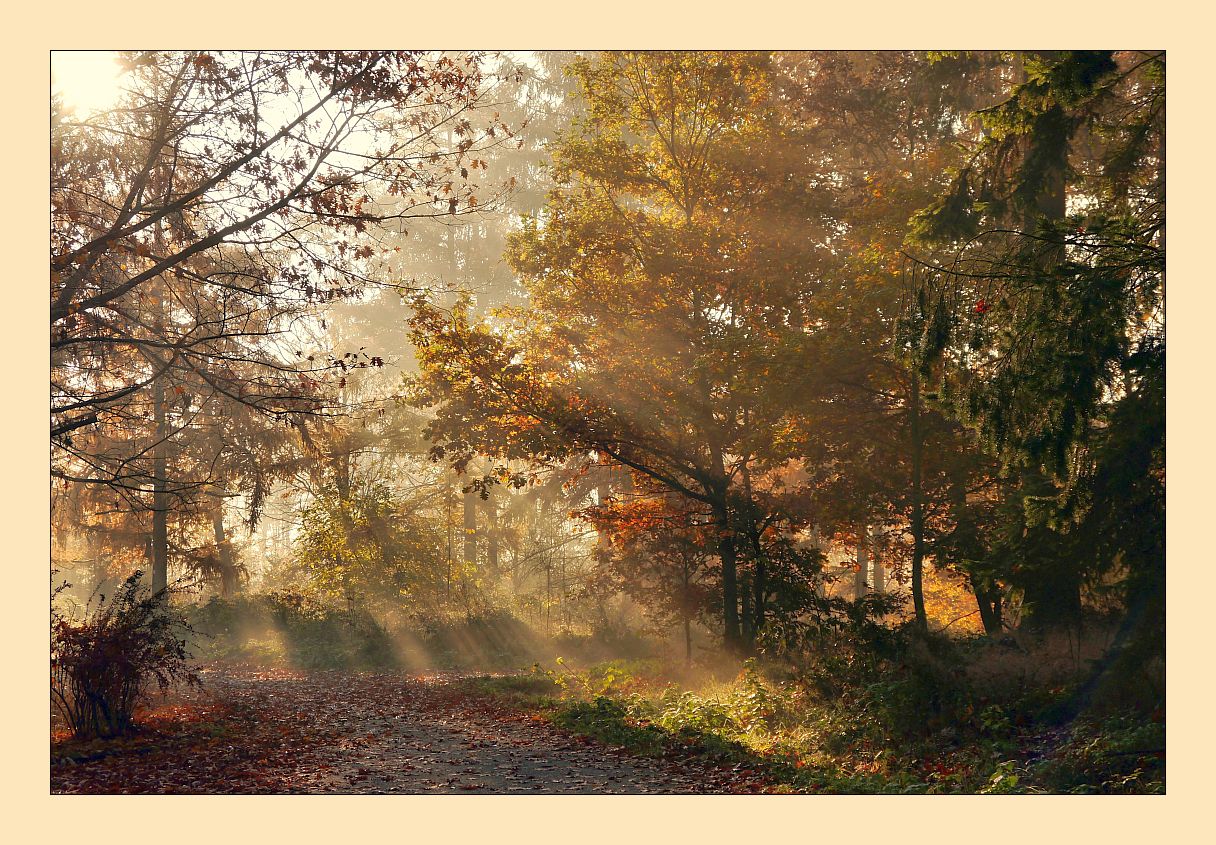 Guten Morgen Herbst Foto Bild Jahreszeiten Herbst Im Siegerland Bilder Auf Fotocommunity