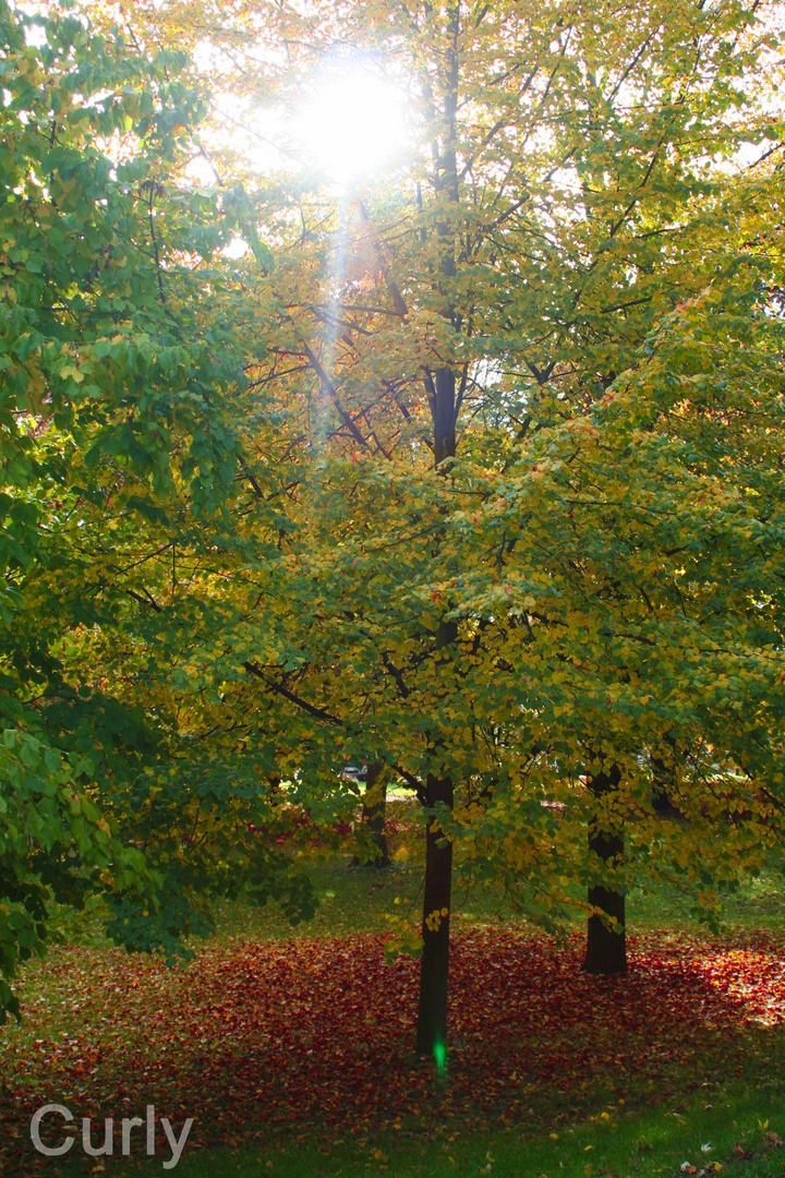 Guten Morgen Herbstsonne