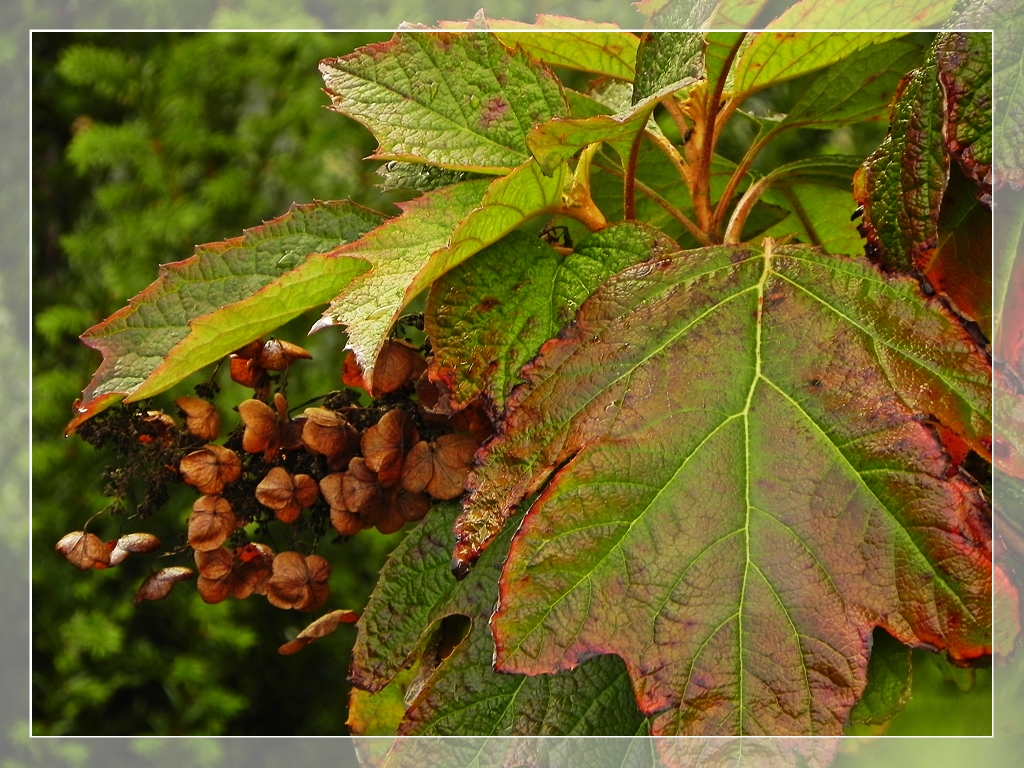 Guten Morgen Herbstzeit