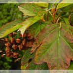 Guten Morgen Herbstzeit