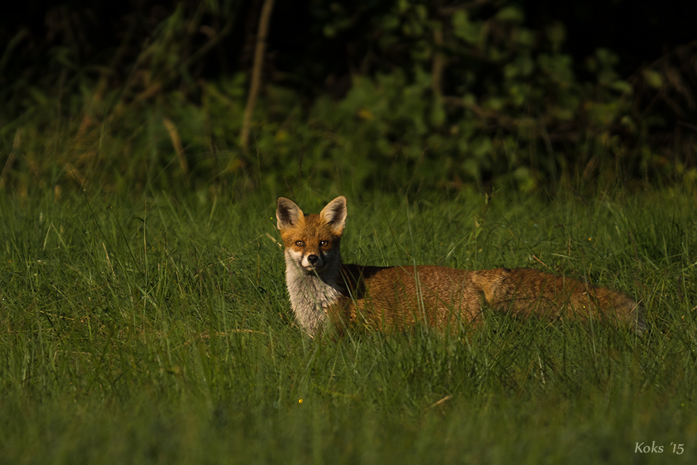 Guten Morgen Herr Fuchs !