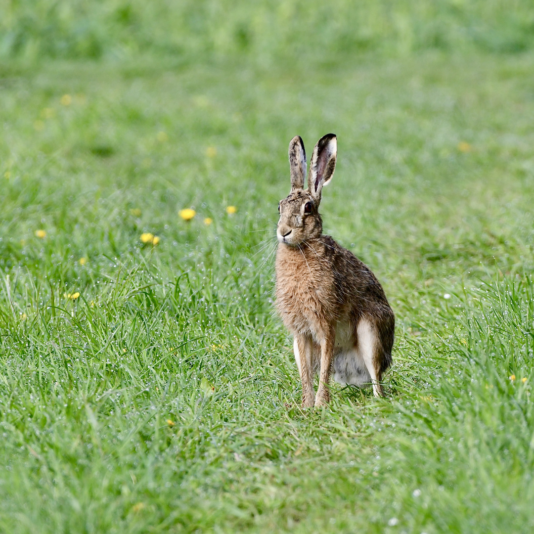 Guten Morgen Herr oder Frau Hase