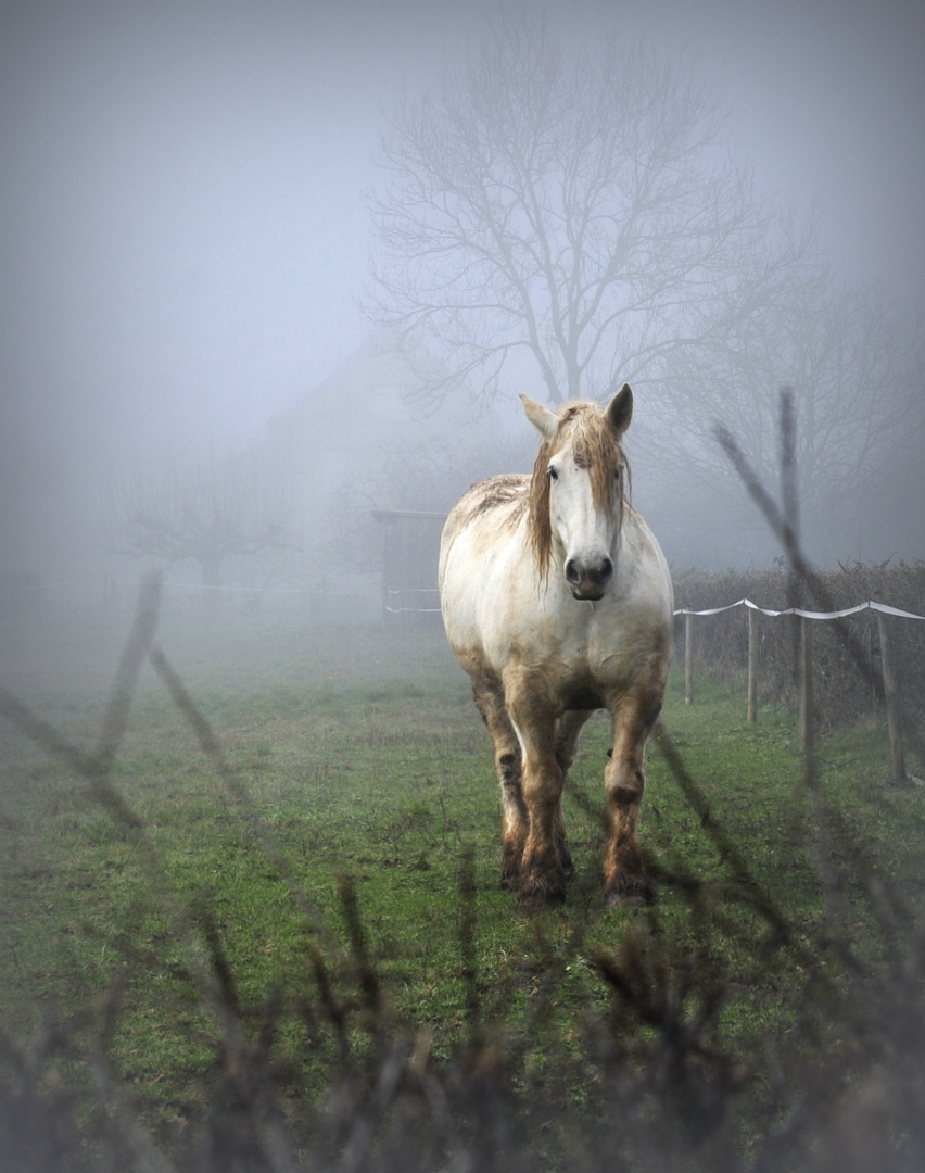 Guten Morgen, Herr Pferd :-)