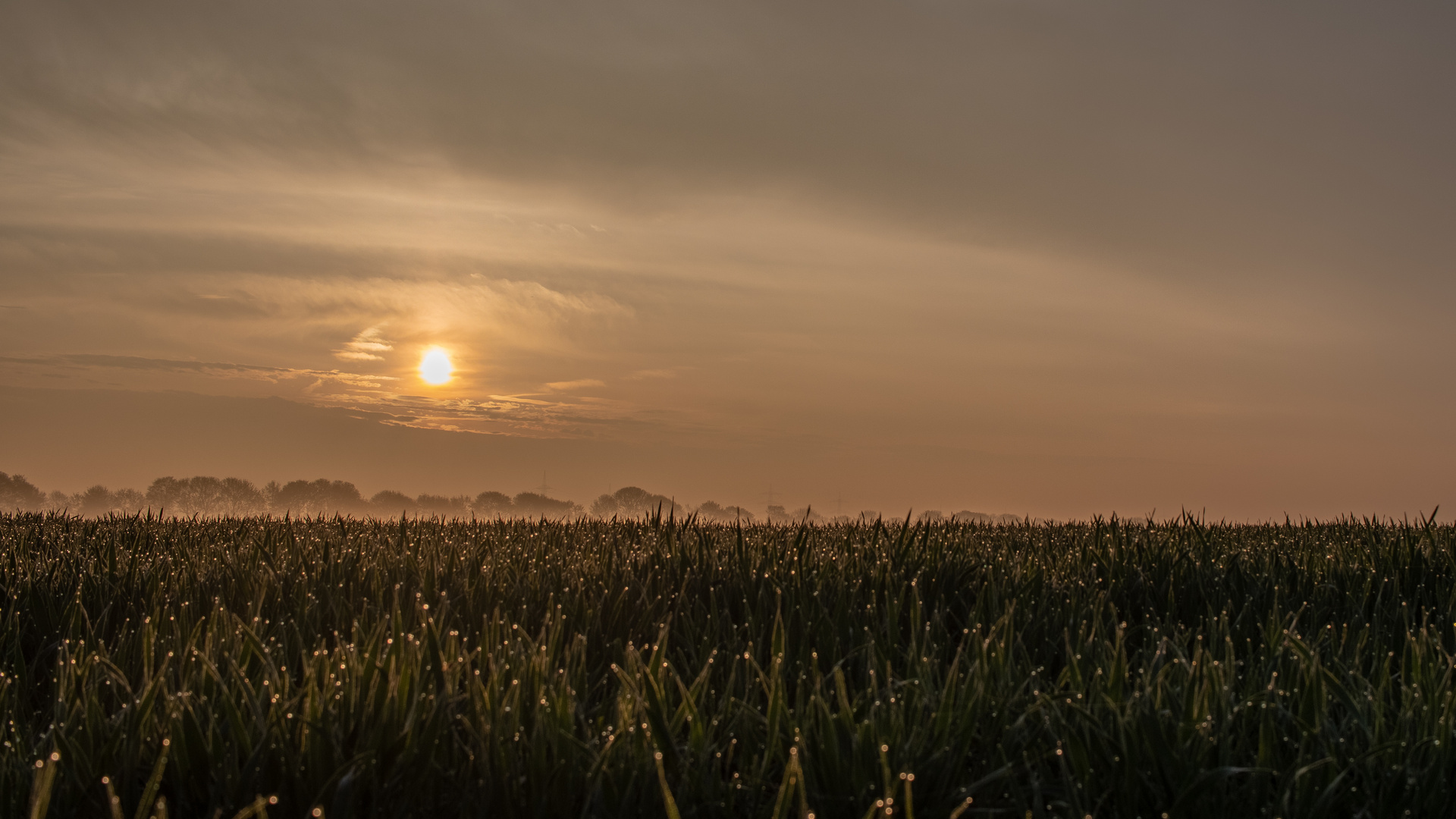 Guten Morgen Herten