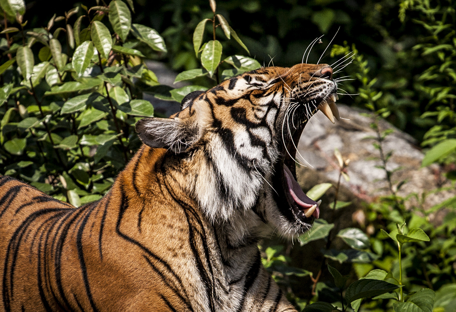 Guten Morgen Hinterindischer Tiger