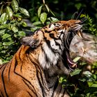 Guten Morgen Hinterindischer Tiger