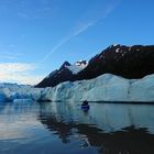 Guten Morgen im Gletschersee, Spencer Glaciar, Alaska