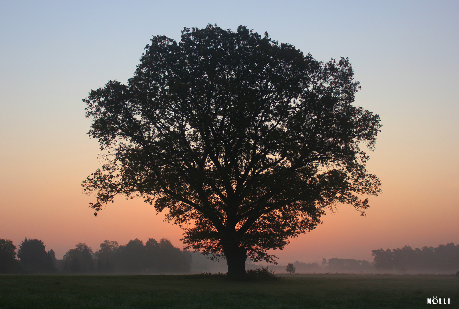 guten Morgen im Nebel