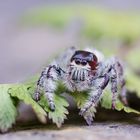 Guten Morgen kleine Springspinne 