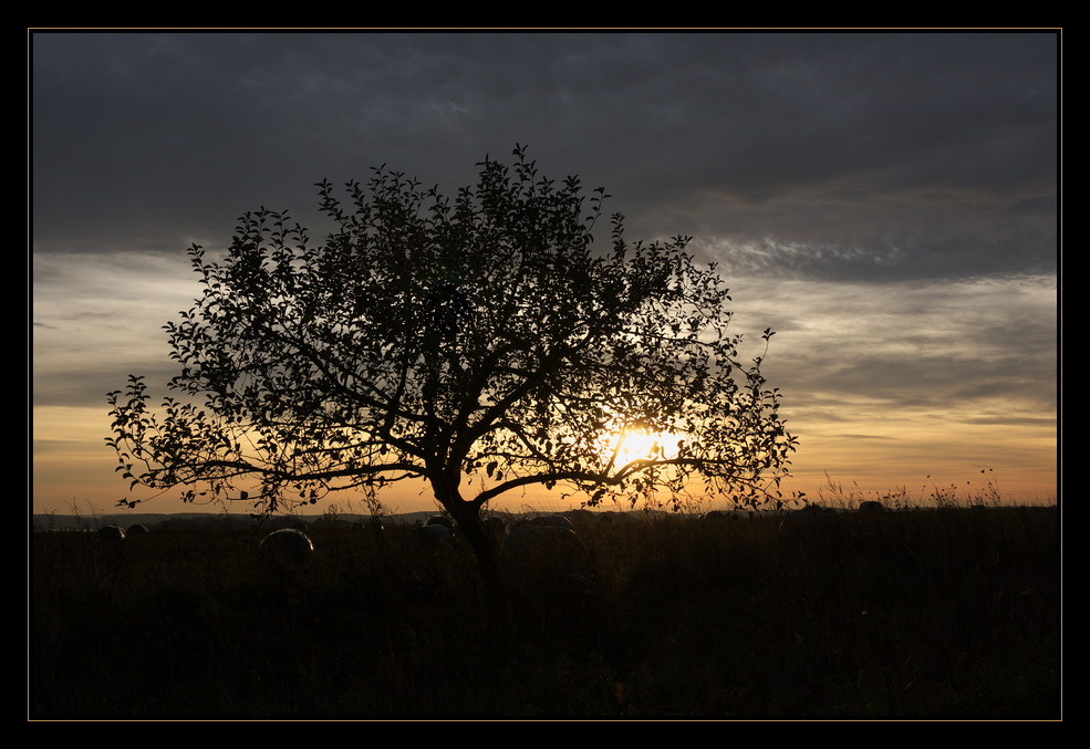 Guten Morgen kleiner Baum