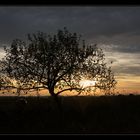 Guten Morgen kleiner Baum