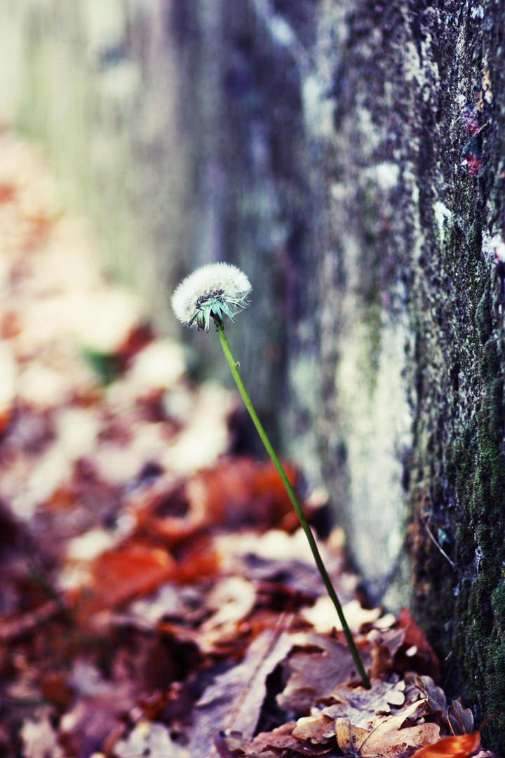 guten morgen, kleiner herbst.