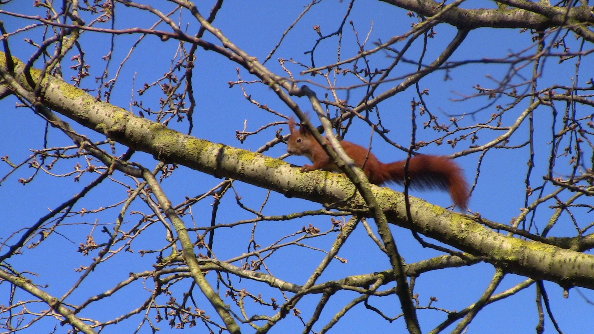 Guten Morgen kleines Hörnchen