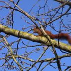 Guten Morgen kleines Hörnchen