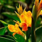 Guten Morgen kommt mit den Blumen schön und geruhsam in den August