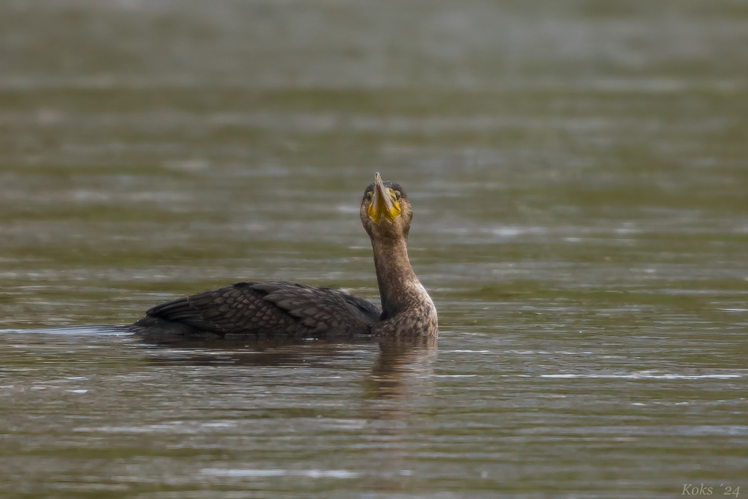 Guten Morgen Kormoran