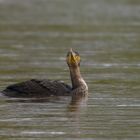 Guten Morgen Kormoran