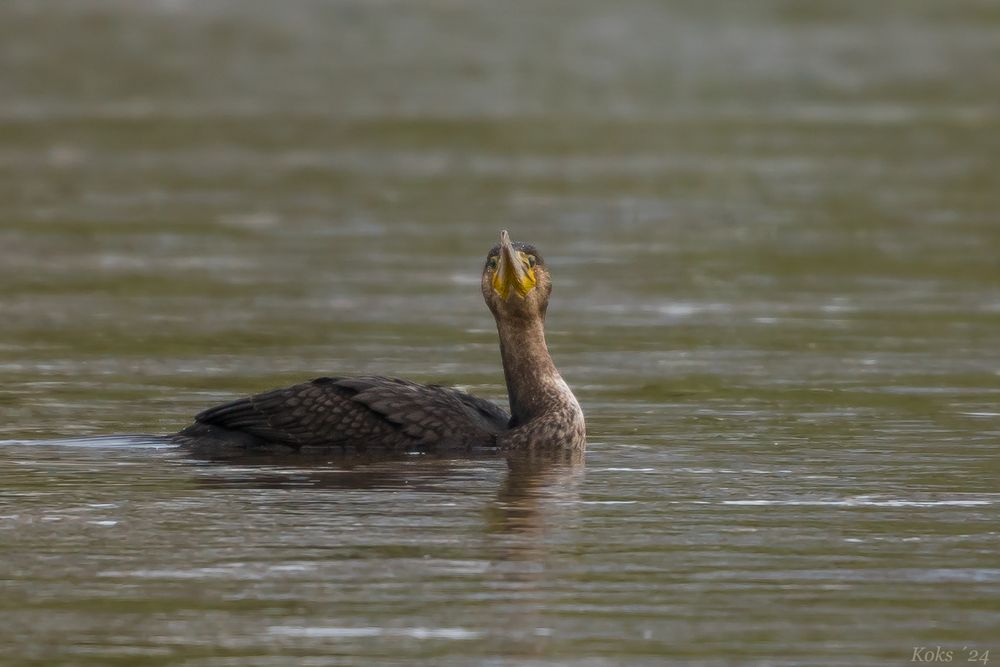 Guten Morgen Kormoran