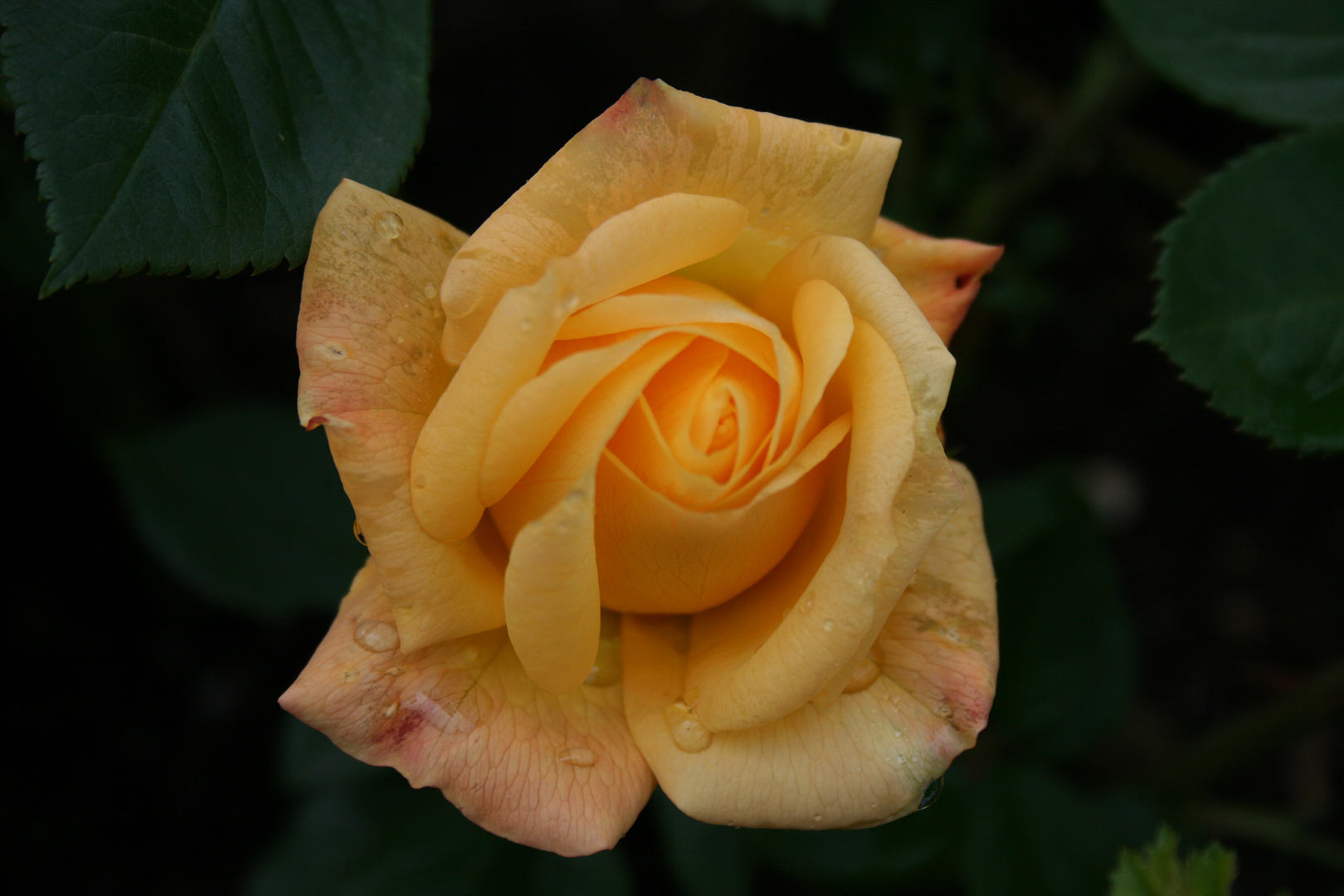Guten Morgen liebe Rose...