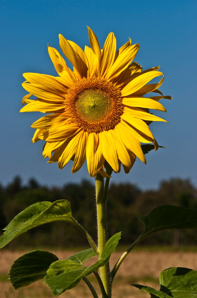 Guten Morgen liebe Sonne(nblume)