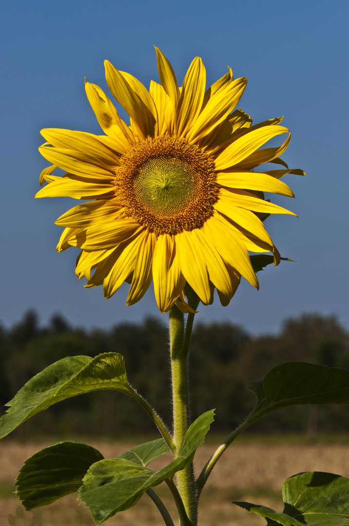 Guten Morgen liebe Sonne(nblume)