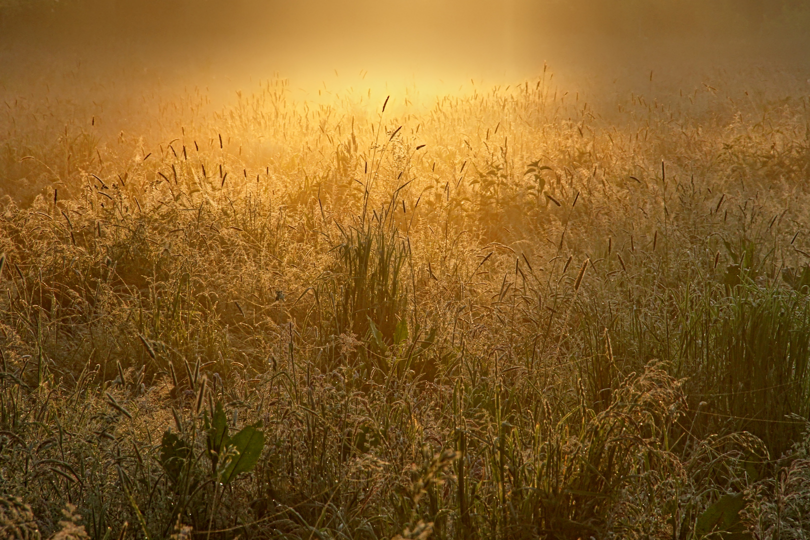 guten Morgen liebe Wiese