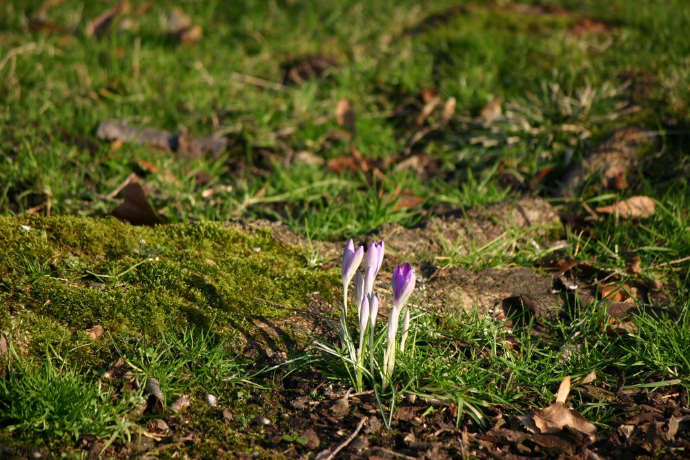 Guten Morgen lieber Frühling