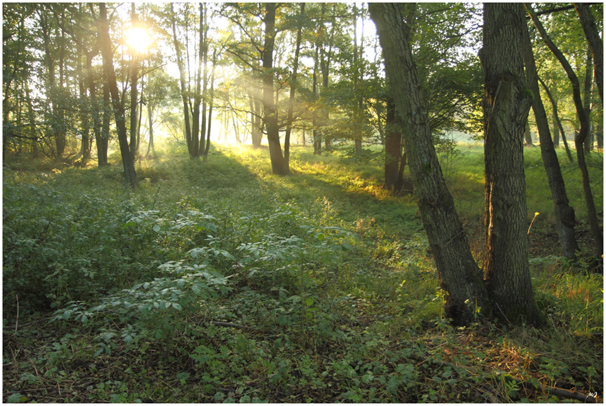 Guten Morgen Märchenwald 3