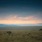 Guten Morgen Masai Mara