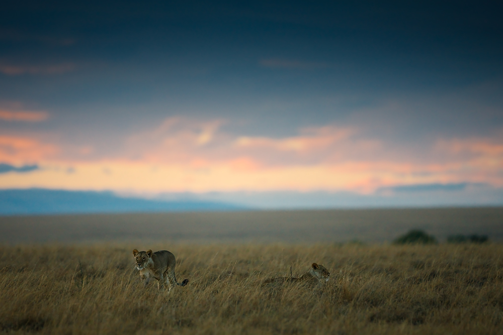 Guten Morgen Masai Mara