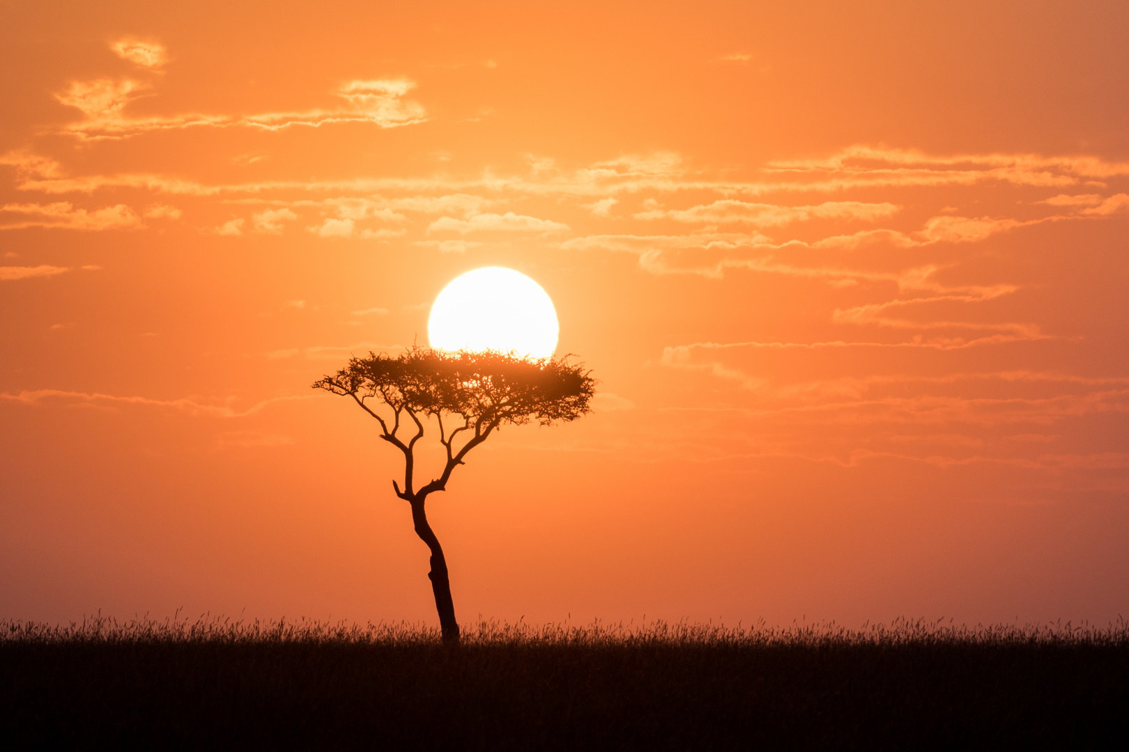 Guten Morgen Masai Mara